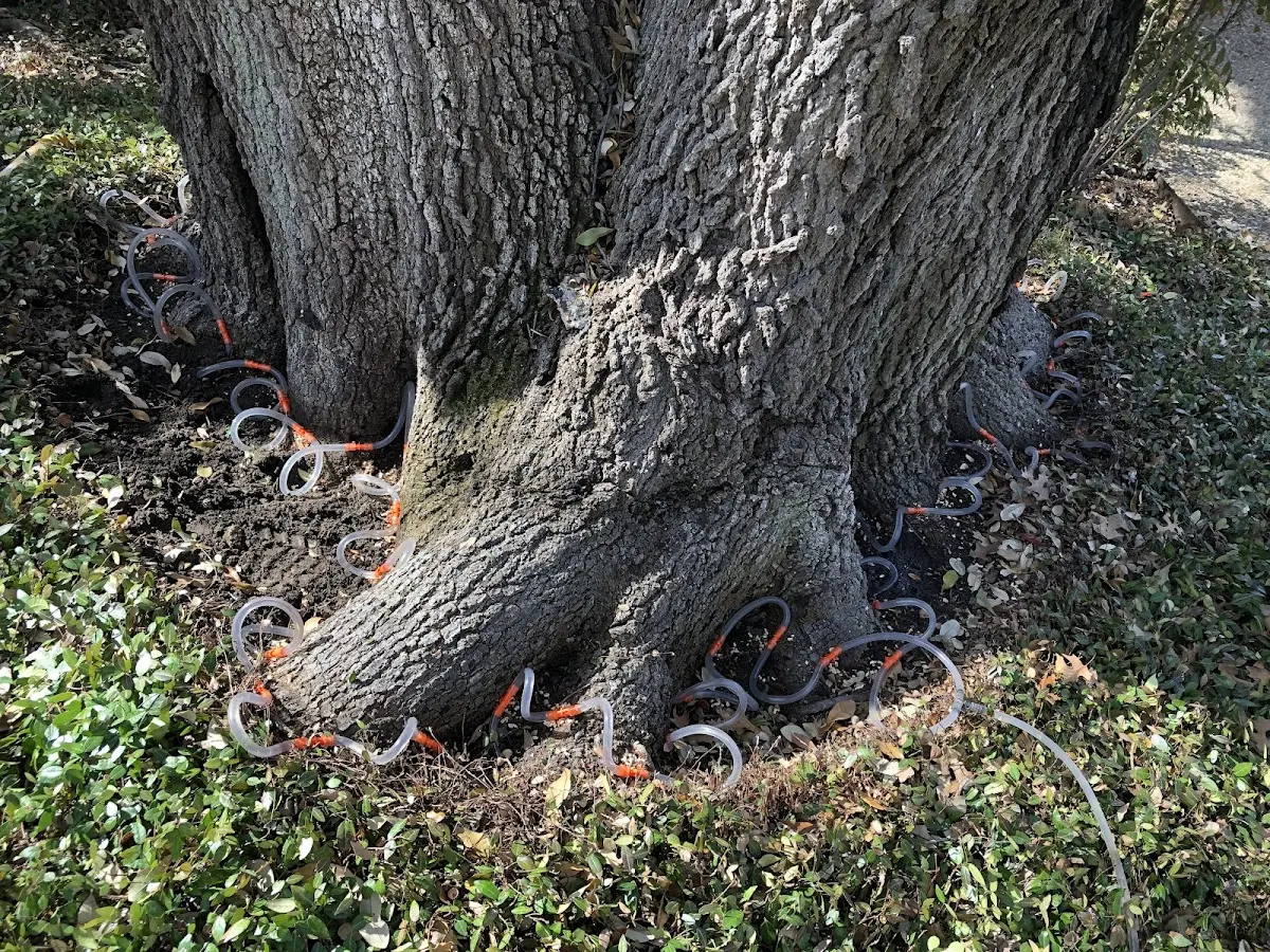 Detailed Tree Cabling and Bracing job site in Oak Hill